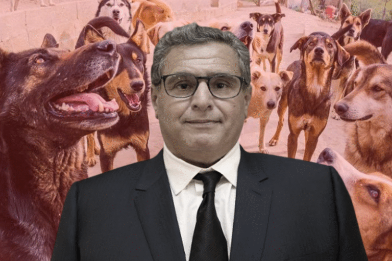 الكلاب الضالة تغزو أكادير وأخنوش في سبات عميق