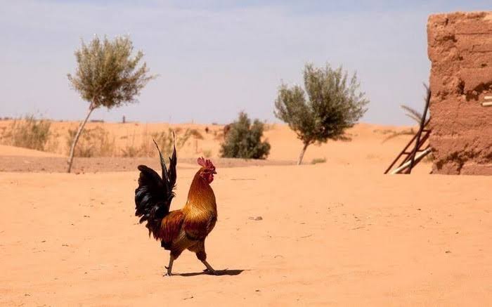 أجواء صيفية ملتهبة.. موجة حر جديدة تضرب مناطق مغربية خلال هذا الأسبوع