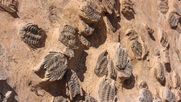 اكتشاف علمي جديد بالمغرب.. أحافير “ديسكوفيلوم” تعود إلى 450 مليون سنة