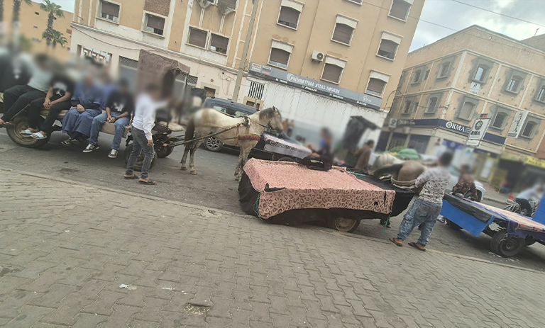 أولاد تايمة.. “عربات مجرورة بـ”البغال” لنقل المواطنين والعشوائية تلاحق صورة المدينة