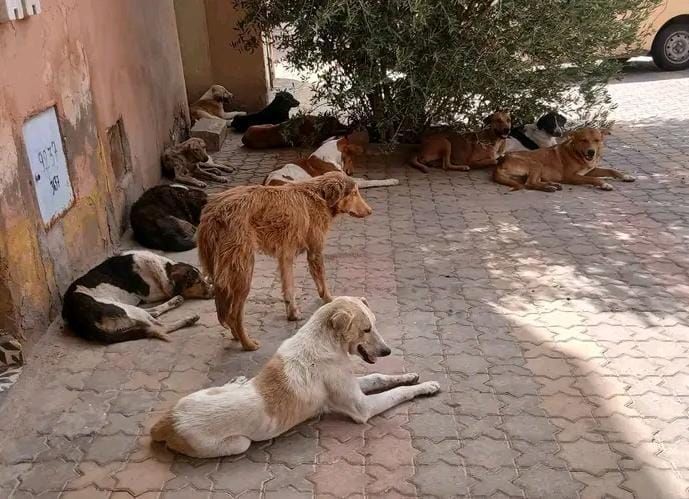 نباح ليلي و تهديد بالنهار.. «جحيم» الكلاب الضالة يؤرق ساكنة أولاد تايمة